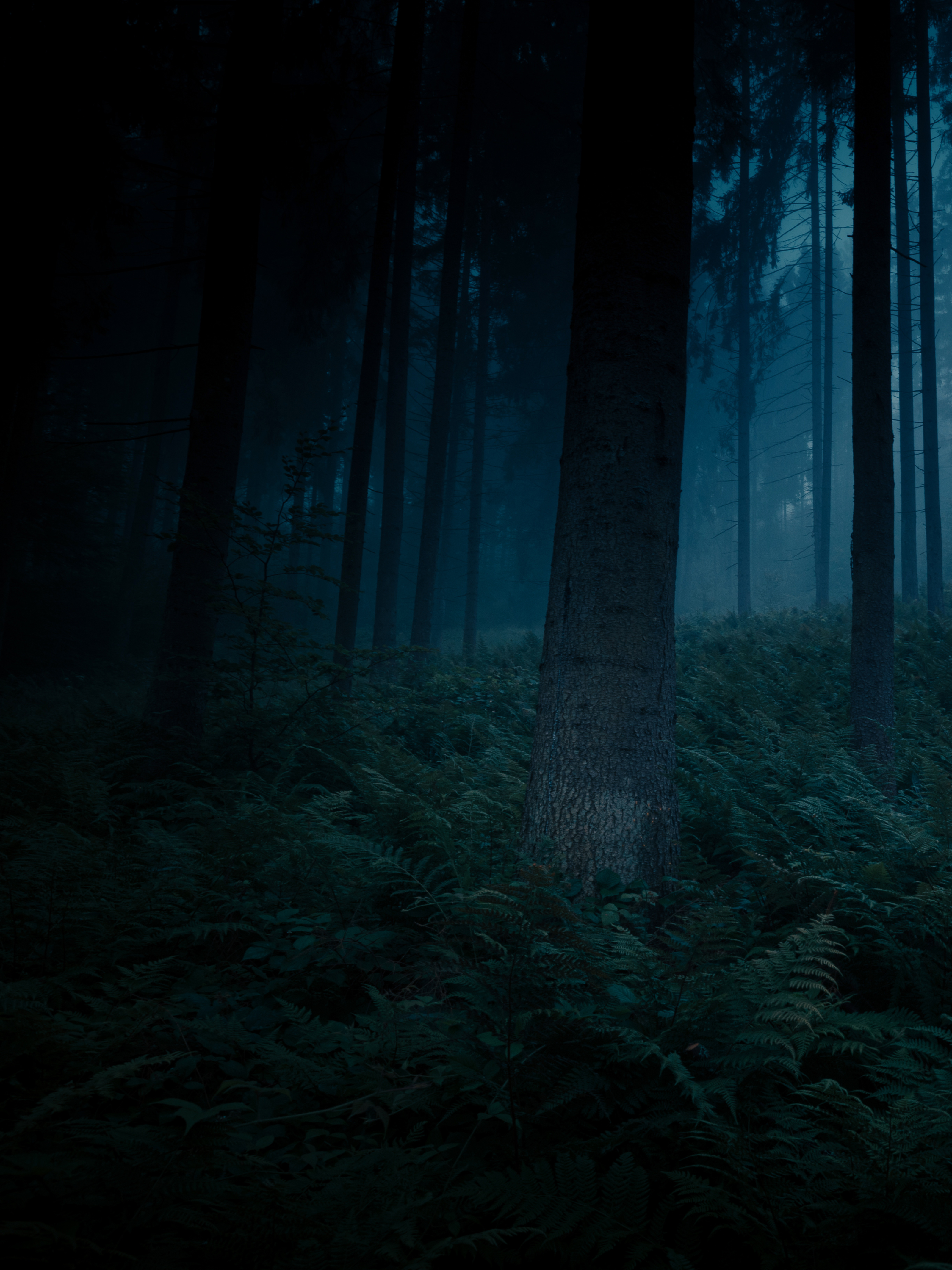 Dunkler und mystischer Wald