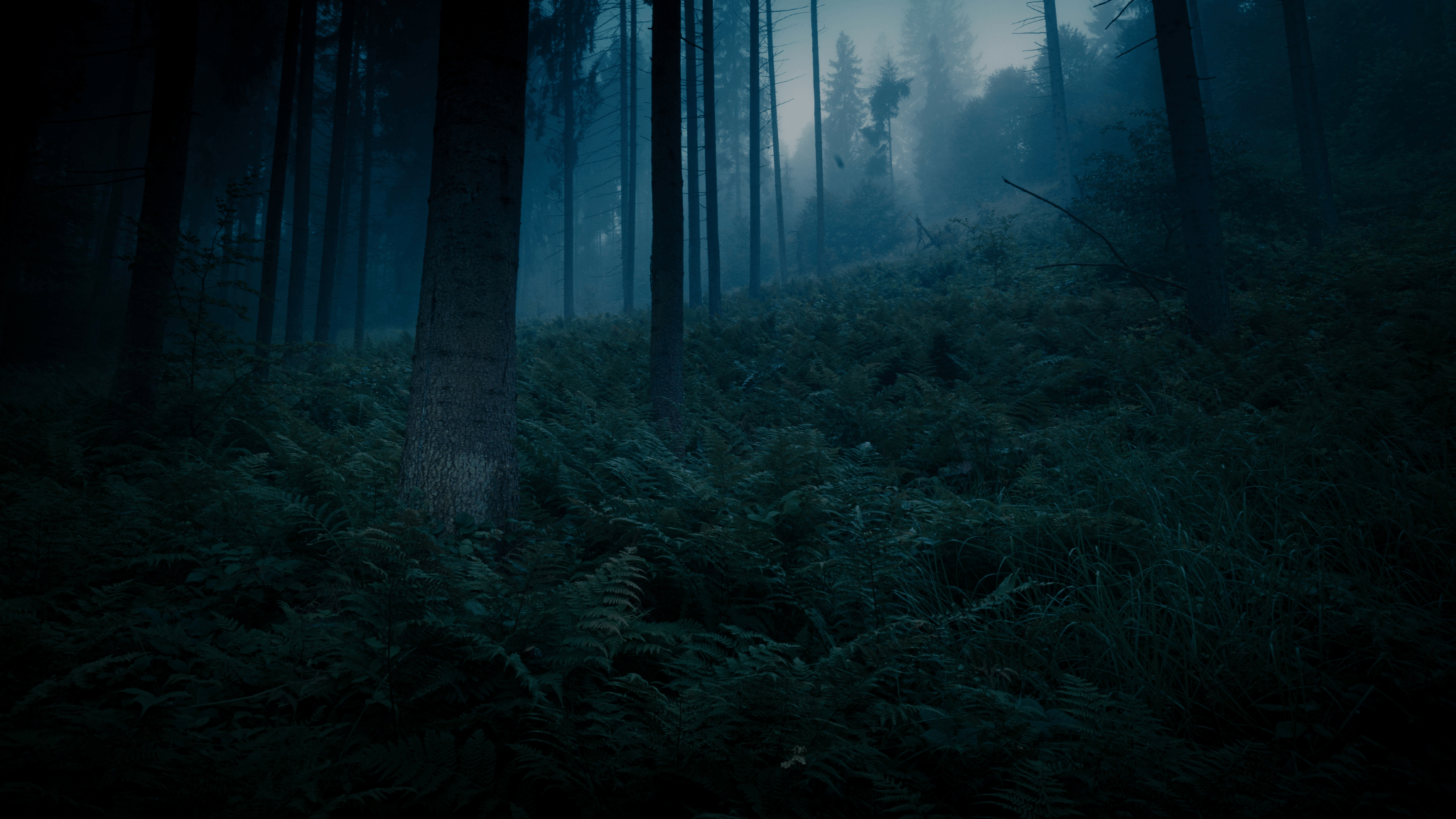 Dunkler und mystischer Wald